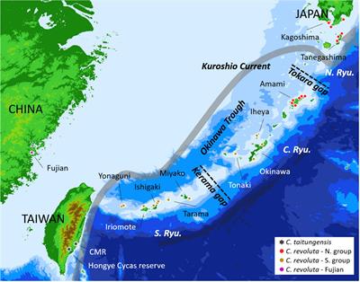 Divergence With Gene Flow and Contrasting Population Size Blur the Species Boundary in Cycas Sect. Asiorientales, as Inferred From Morphology and RAD-Seq Data